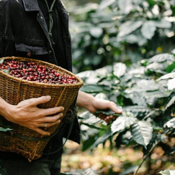 Gathering raw and organic coffee beans.